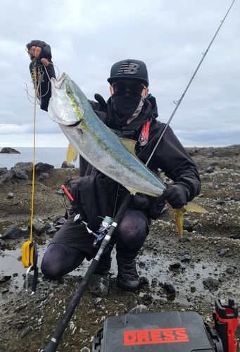 ブリの釣果
