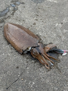 コウイカの釣果