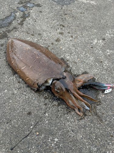 コウイカの釣果