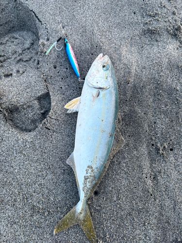 ワカシの釣果