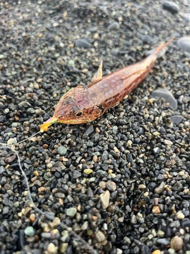 エソの釣果