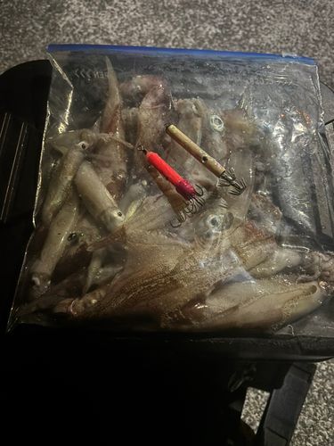 イカの釣果
