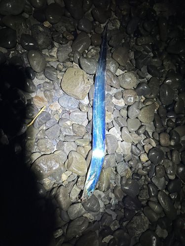 タチウオの釣果