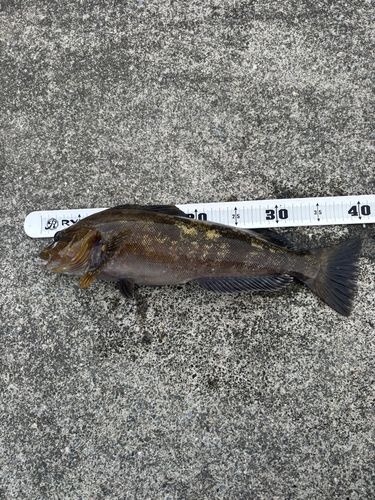 アイナメの釣果