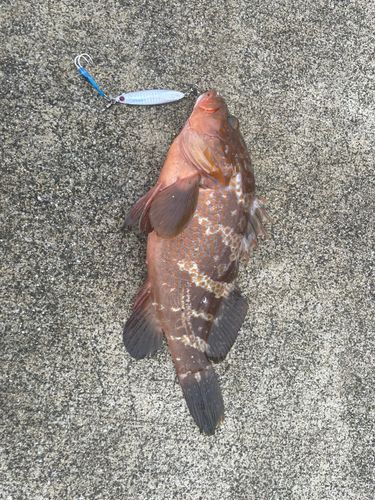 アコウの釣果