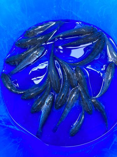 マハゼの釣果
