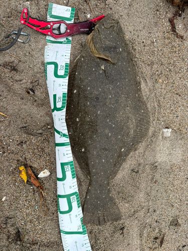 ヒラメの釣果