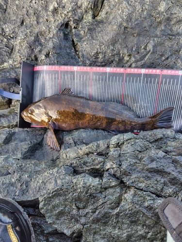 アイナメの釣果