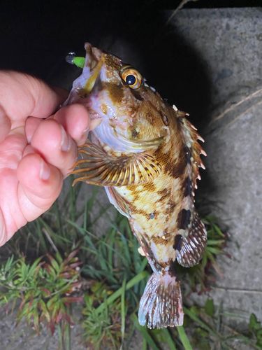 カサゴの釣果