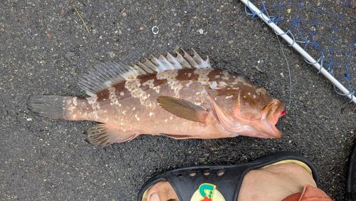 アコウの釣果
