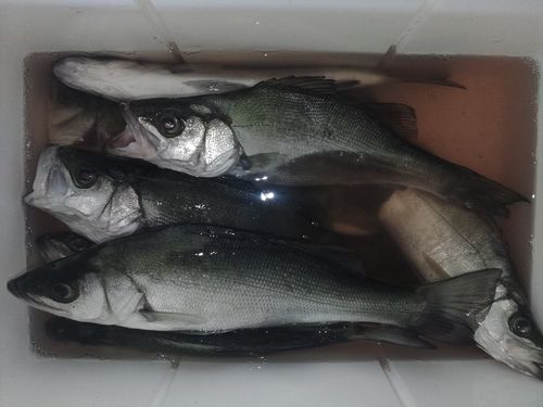 セイゴ（ヒラスズキ）の釣果