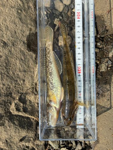 ハゼの釣果