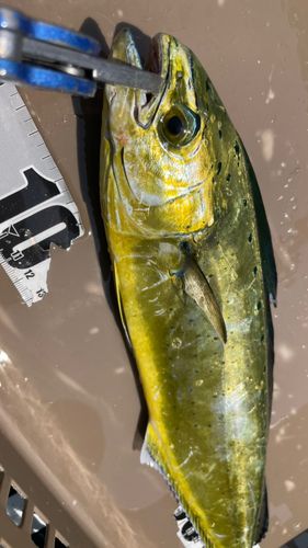 シイラの釣果