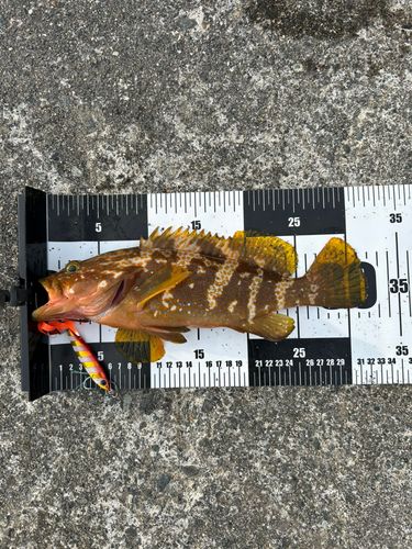 キジハタの釣果