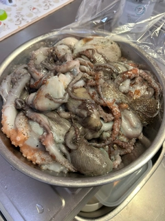 タコの釣果
