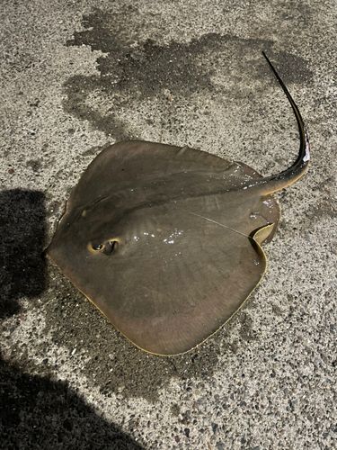 エイの釣果