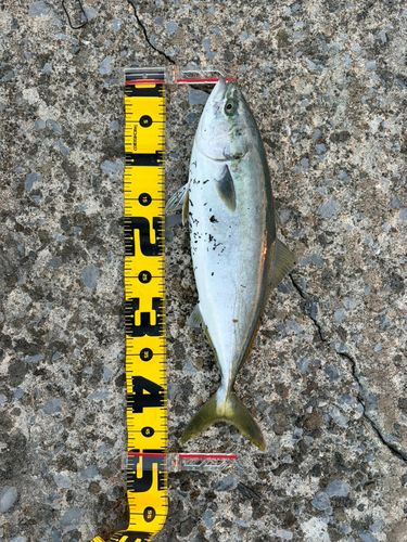 サワラの釣果・釣り情報まとめ【2026年最新】 - アングラーズ | 釣果