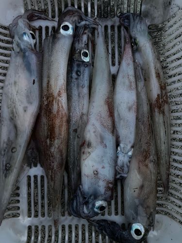ヤリイカの釣果