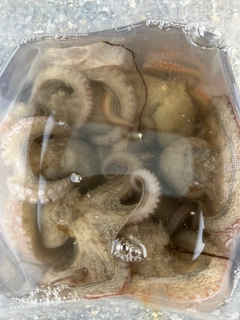 タコの釣果