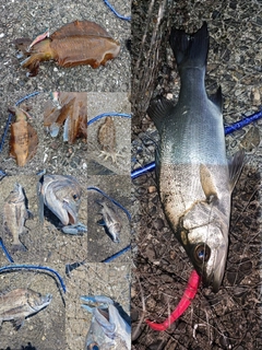 ヒラスズキの釣果