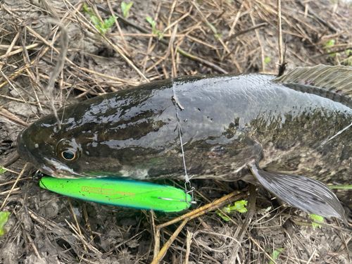 ライギョの釣果
