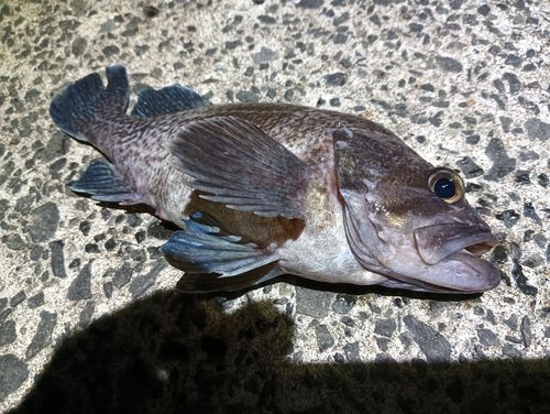 マゾイの釣果
