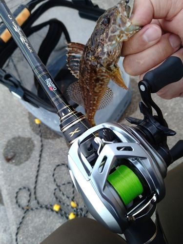 アナハゼの釣果