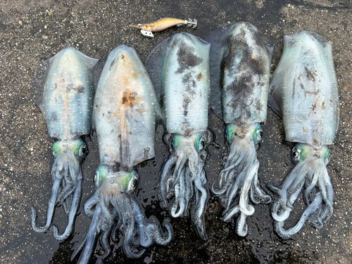 アオリイカの釣果