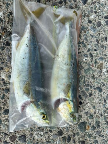 ワカシの釣果