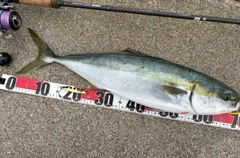 イナダの釣果