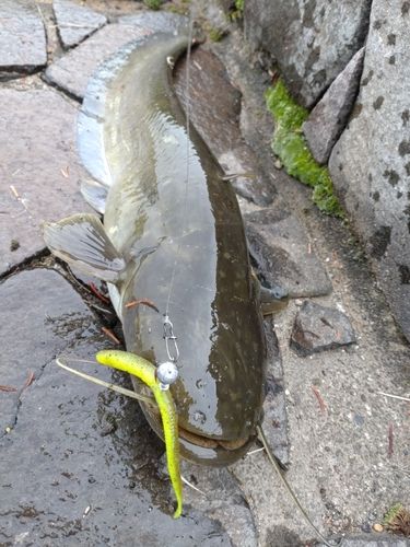 ナマズの釣果