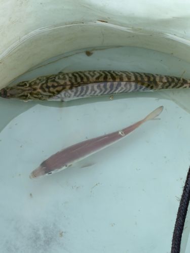 サバの釣果
