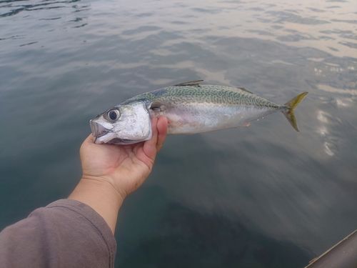 サバの釣果
