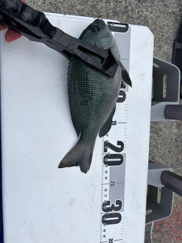 メジナの釣果