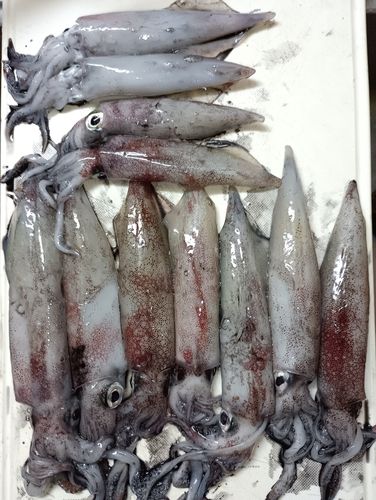 ケンサキイカの釣果