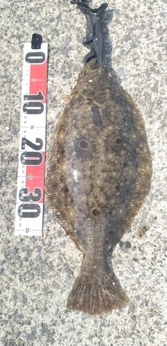 釣果