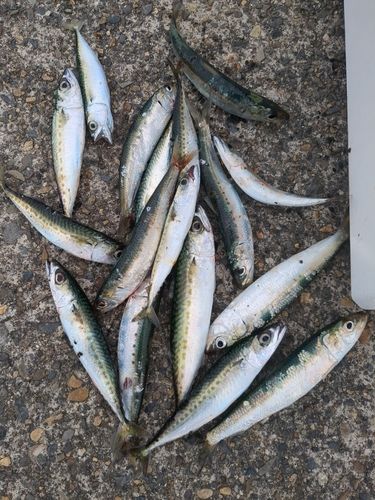 サバの釣果