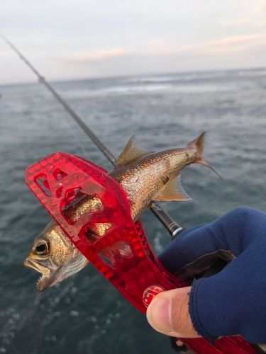 ムツの釣果