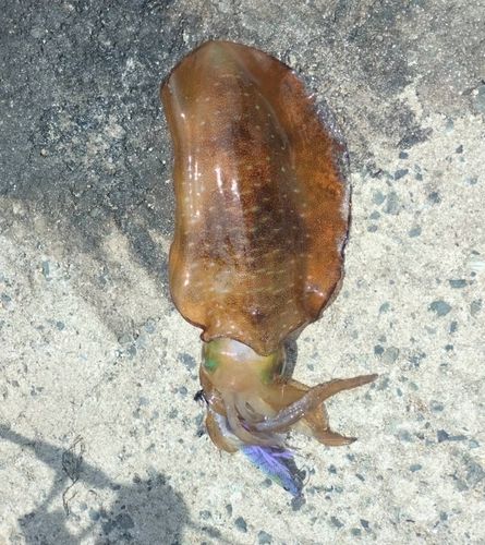 アオリイカの釣果
