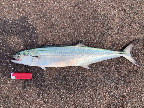 サゴシの釣果