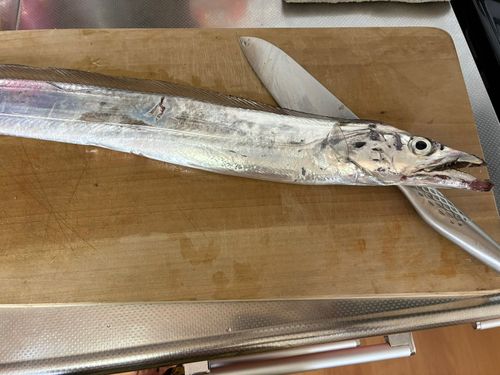 タチウオの釣果