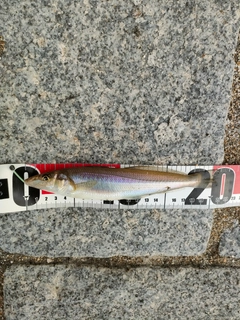 キスの釣果
