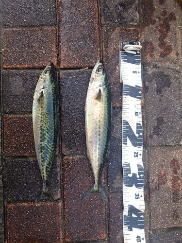 サバの釣果