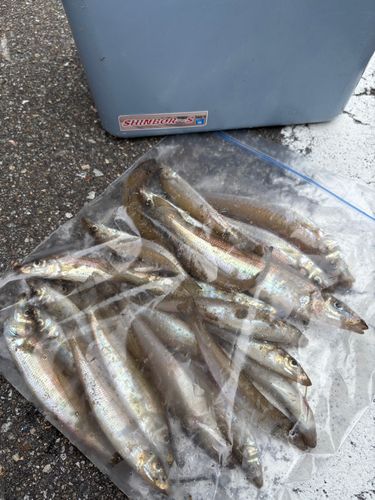 キスの釣果