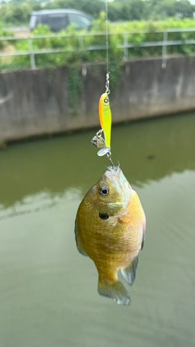 ブルーギルの釣果