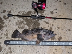 クロソイの釣果
