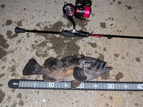 クロソイの釣果