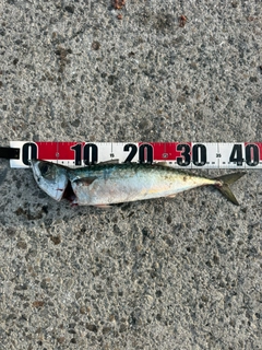 サバの釣果
