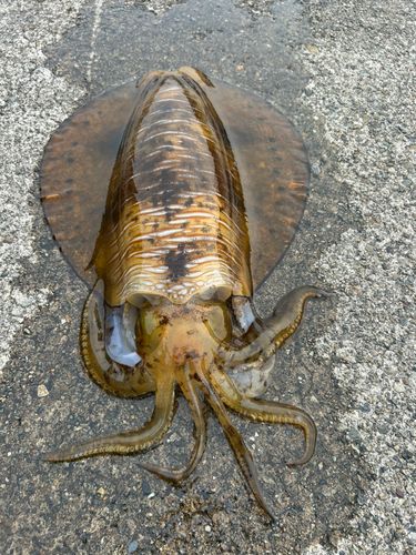 アオリイカの釣果