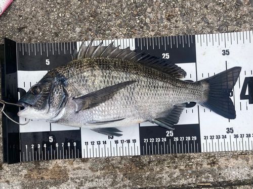 クロダイの釣果